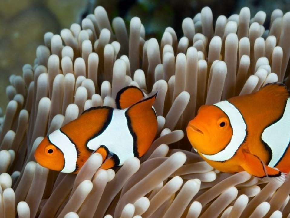 Alarm am Great Barrier Reef: Korallen leiden unter dem Klimawandel