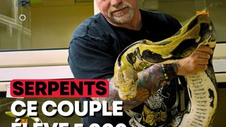 Ce couple élève plus de 5 000 reptiles chaque année