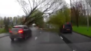 Terrifying dashcam footage shows falling tree narrowly miss passing traffic