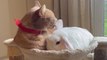 Cat and Bunny Form Special Bond