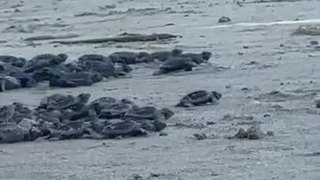 Baby Turtles Rush Towards Sea in Brazil