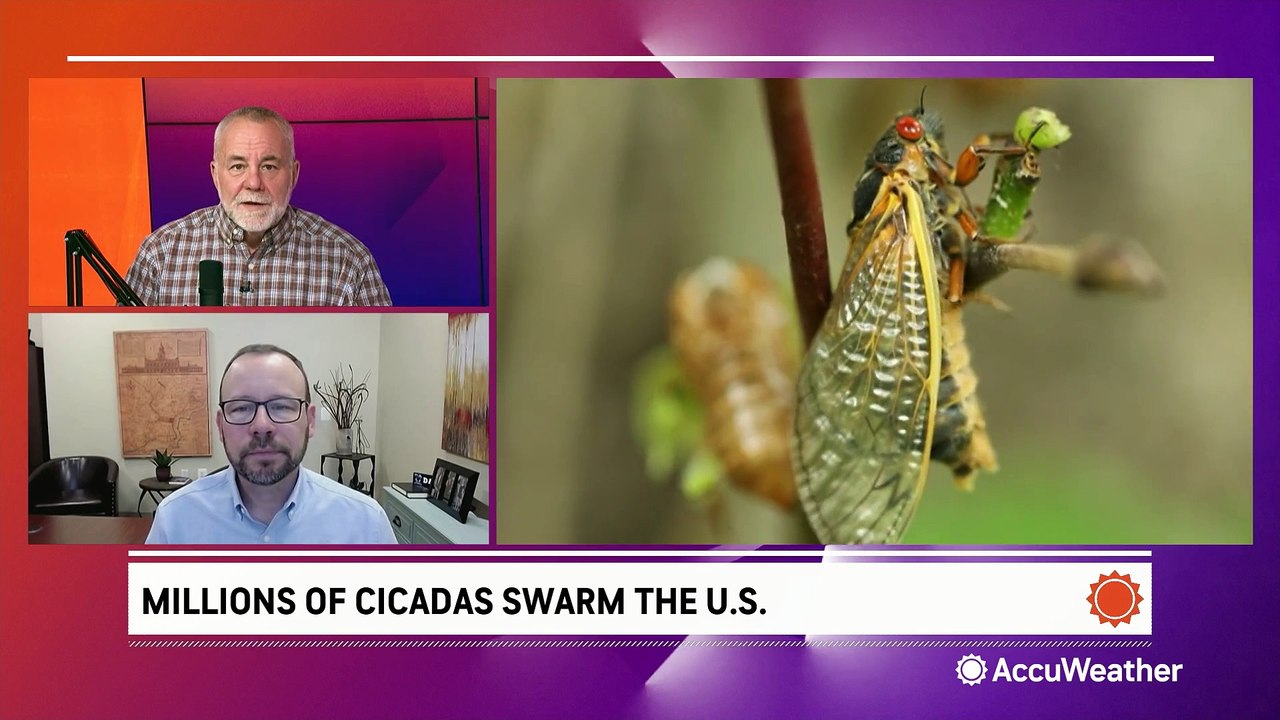 Insight on insects, including the impending cicada emergence