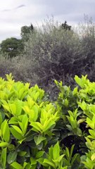 Vasco Rossi e le prove per la premiazione al Vittoriale