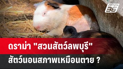ดราม่า "สวนสัตว์ลพบุรี" สัตว์นอนสภาพเหมือนตาย ? | เข้มข่าวใหญ่ | 17 เม.ย.67
