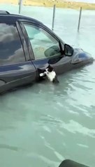 Rescatan a gatito en medio de destructiva inundación en Dubai
