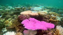 La Gran Barrera de Coral de Australia sufre el peor blanqueamiento jamás registrado