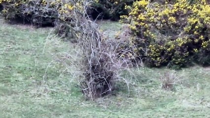 Sneezy fox frolics on banks of Bann