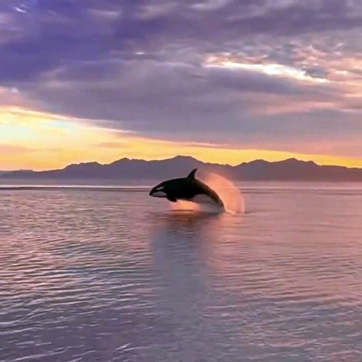Une orque surgit de l’eau dans le Golfe de Californie au Mexique !