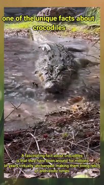 one of the unique facts about crocodiles