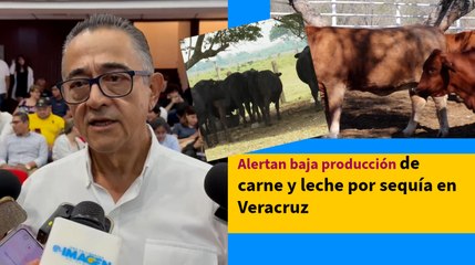 Alertan baja producción de carne y leche por sequía en Veracruz