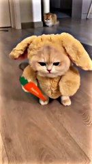 #kucingimut #kucinglucu #lewatberandayt #fyp #rame