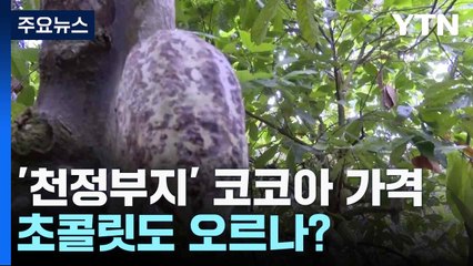'천정부지' 코코아 가격...초콜릿도 오르나? / YTN