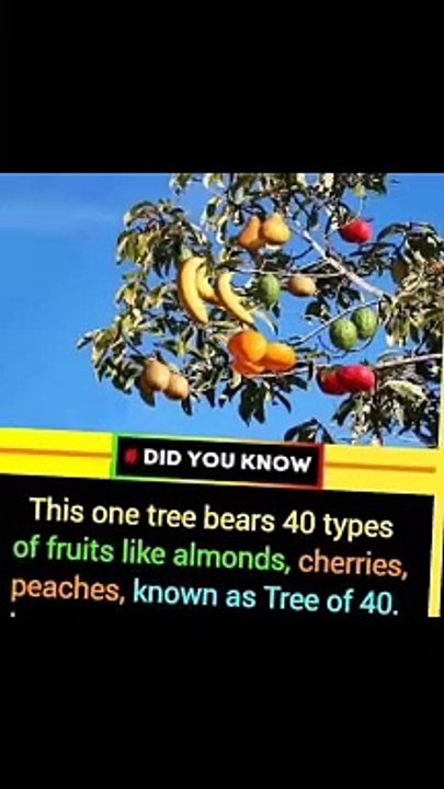 Tree of 40