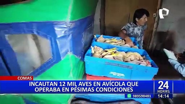 Decomisan pollos en mal estado que estaban listos para ser distribuidos en mercados de Comas