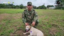 Un héroe de cuatro patas! Canino salvó a soldados de explosivos en el Guaviare