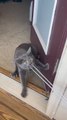 Cat and Owner Play Tug of War with Drawstrings