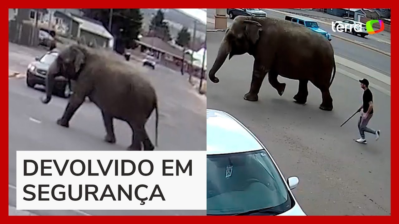 Elefante escapa de circo e 'passeia' por ruas em cidade nos EUA