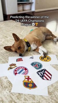 Un perro predijo que el Madrid y el PSG pasaban a semifinales de Champions y ya pronosticó si llegan a la final y quién será campeón