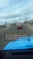 Elefante escapa de un circo en Montana