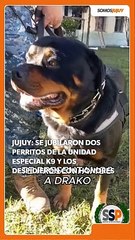 Perritos jubilados Unidad K9