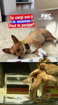Ce corgi a prédit le résultat des quarts de finale de la Ligue des champions