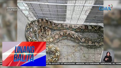 Sawang mahigit 10-ft ang haba na nahuli sa Brgy. Talayan, nakawala | UB