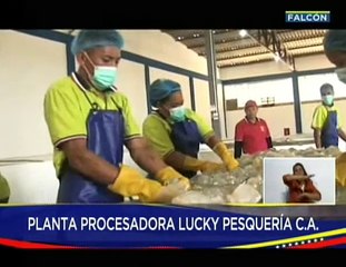 Falcón | Planta Procesadora Lucky Pesquería C.A. cuenta con una producción de 60 toneladas de medusa