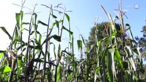 Precios internacionales del maíz pone en jaque a productores de Jalisco
