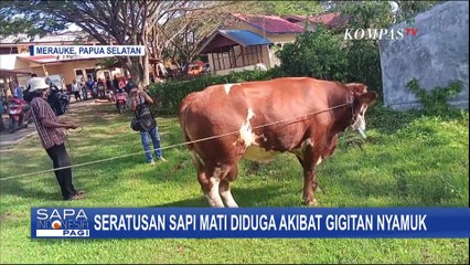 108 Sapi Mati di Merauke Diduga Akibat Gigitan Nyamuk