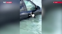 Dubai'de bir kedi selden kaçmak için arabanın kapısına tutundu