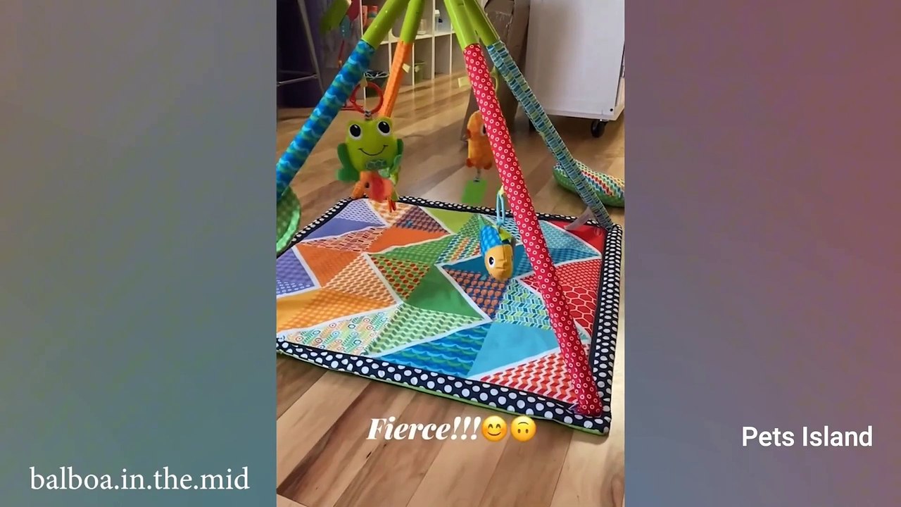 Dogs that will change YOUR MOOD Always