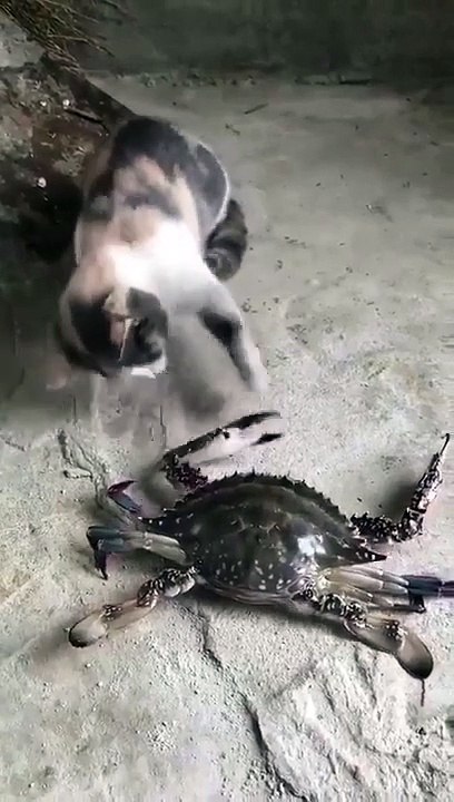 amazing crab
