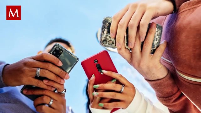 Nueva aerolínea BARK Air ofrece vuelos exclusivos para perros y esto cuentan sus vuelos