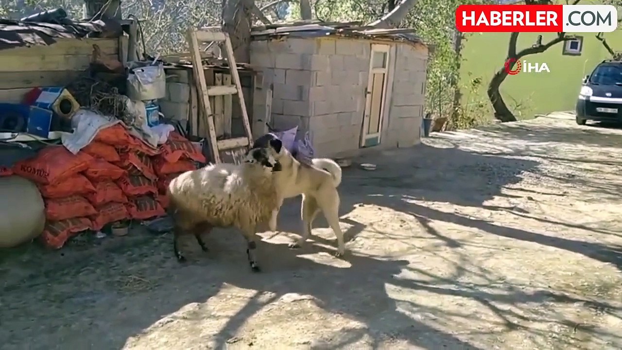 Birlikte büyüyen koyun ile köpeğin kıyasıya mücadeleye sahne olan oyunları izleyenleri gülümsetti