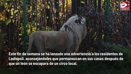 León escapa del circo y se pasea por las calles de Italia