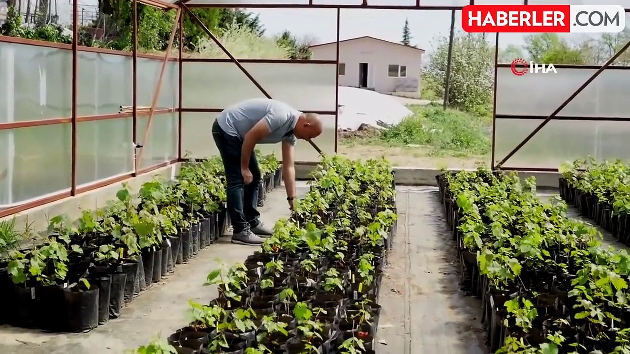 Tarım ilaçsız, çekirdeksiz üzümler geliyor