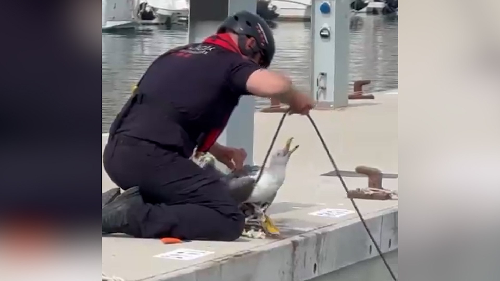 Un agente rescata a una gaviota atrapada en un amarre con sumo cuidado y evitando algn picotazo