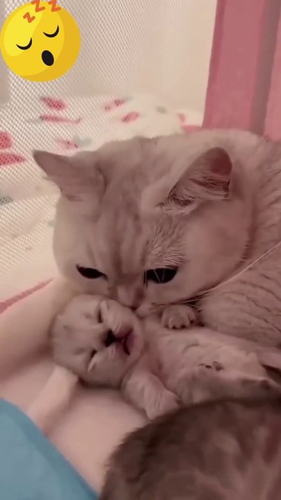 Hey one in a Million love cat  Cute kitten hugs puppy #shorts #pets #cats #puppy #dog