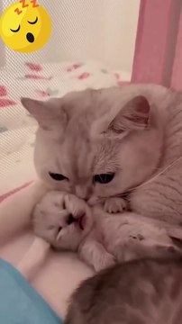 Hey one in a Million love cat Cute kitten hugs puppy #shorts #pets #cats #puppy #dog