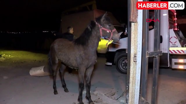 At eti kesim merkezine baskın! Kilolarca at eti bulundu, 3 hayvan kurtarıldı