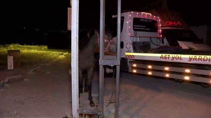 Gecekonduya at eti baskını! Zabıta ekipleri kesilmiş at etleri ile kesilmek için bekletilen 3 at buldu