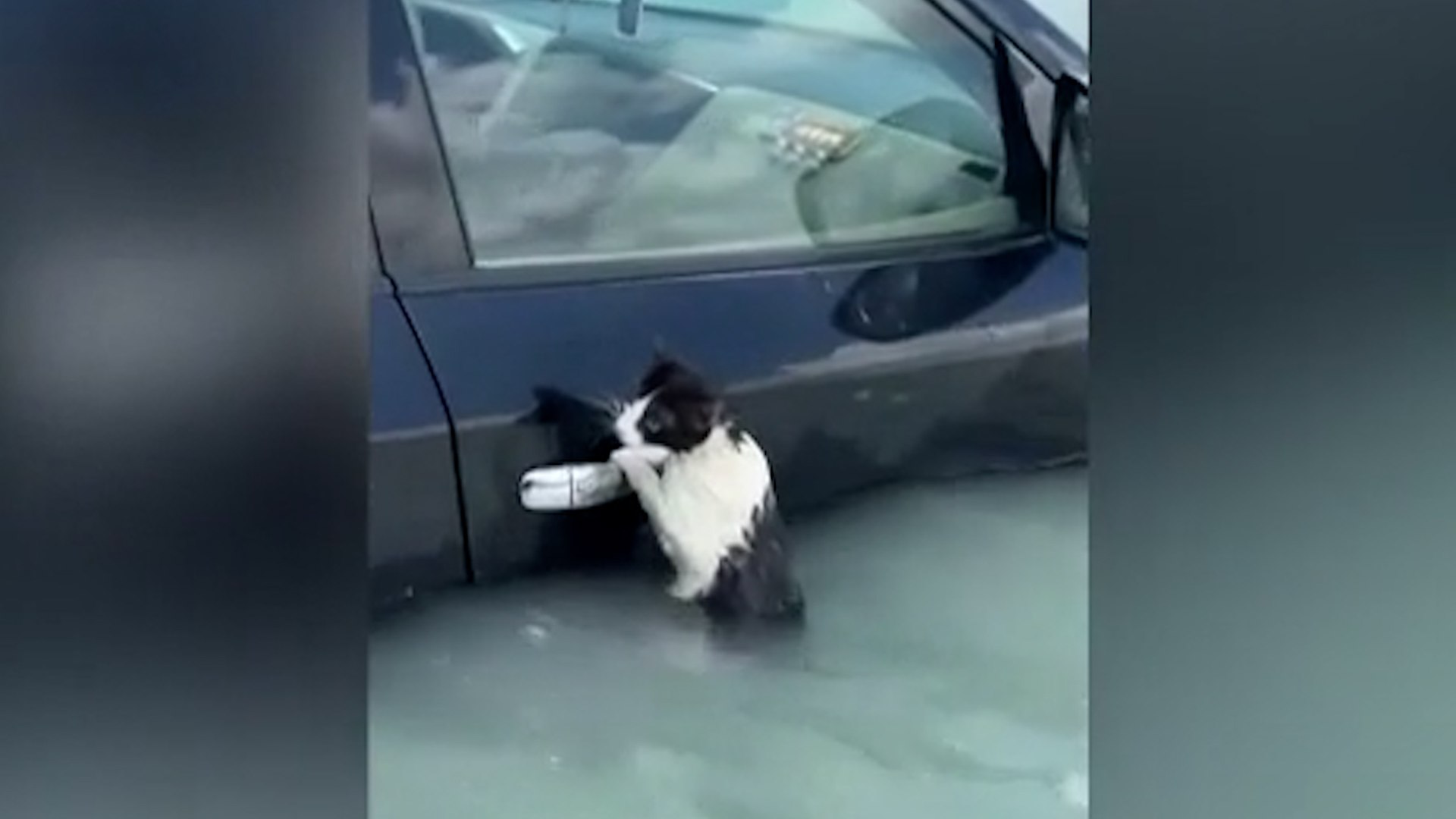 Sorprendente rescate de un gato amarrado a un coche durante las inundaciones en Dubai
