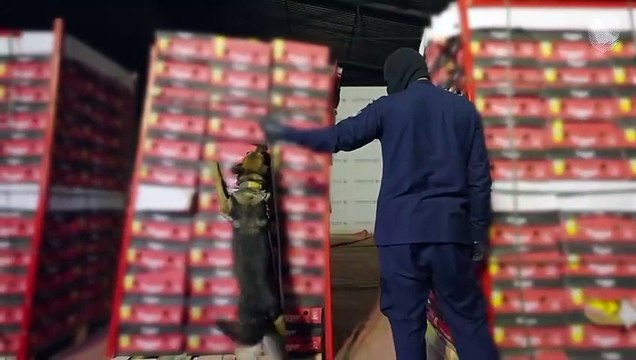 ميناء ضباء ... الزكاة والضريبة والجمارك تُحبط محاولة تهريب أكثر من مليون حبة كبتاجون مُخبأة في إرسالية فلفل وجوافة