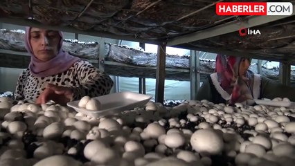 Kadın girişimci evinin önünde kurduğu serada mantar yetiştiriyor