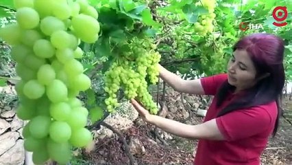 Mersin'de hasadı başladı: İlk ürünler 300 TL'den satıldı