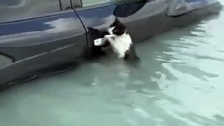 Dubai floods – Cat clings to car door during flash flooding