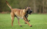 New Nottinghamshire police dog in training
