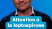 Attention à la leptospirose : Les conseils du Dr Kierzek