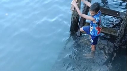 Guardian of the surf: Determined sea lion thwarts a boy's ocean dip