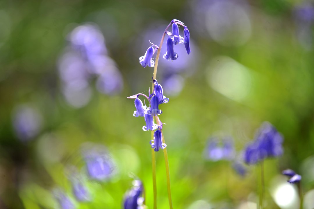 Beautiful Sussex bluebells in an idyllic woodland
